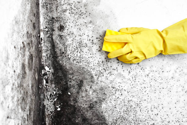 Reliable Clay, AL Mold Inspection, Removal & Remediation Solutions